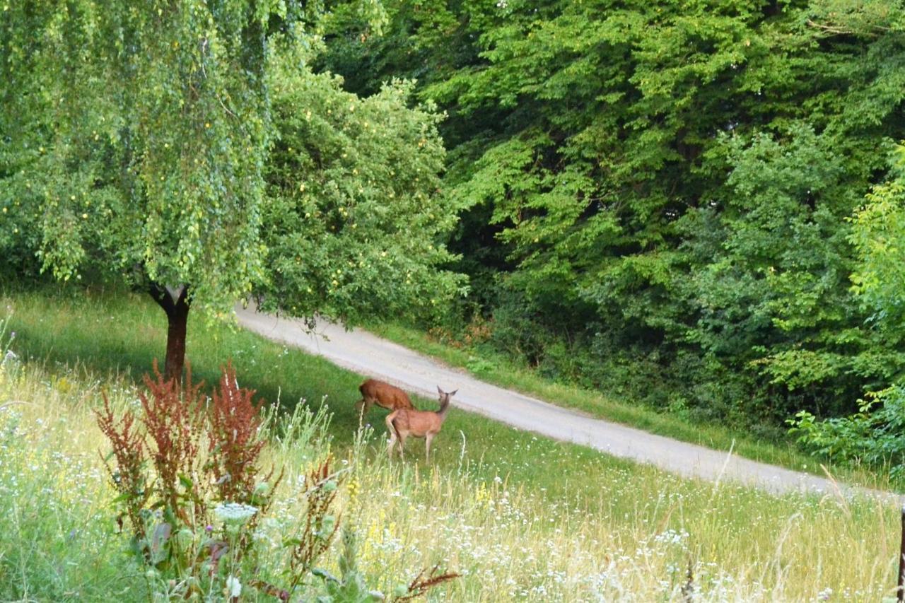 Chata Trubarka Trenčín Exteriör bild